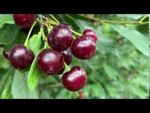 Лучший сорт вишни для Сибири.