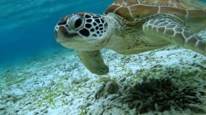 ЭТОТ ОСТРОВ ЛУЧШЕ ЧЕМ БАЛИ?  ГИЛИ ТРАВАНГАН - ПОЛНЫЙ ОБЗОР С ЦЕНАМИ 2023