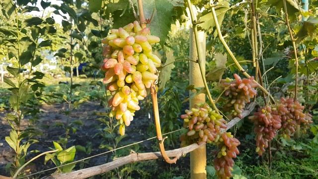 КАК СОХРАНИТЬ ВИНОГРАД К НОВОМУ ГОДУ смотреть онлайн