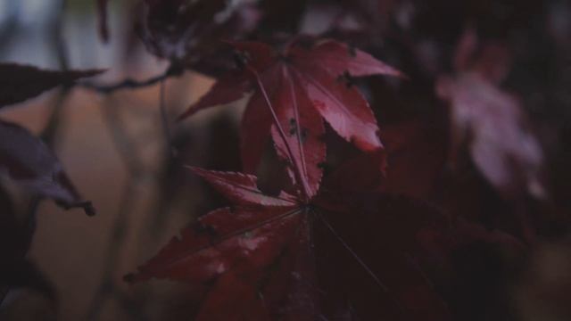 Panasonic GH3 in 2022: LEAVES IN THE RAIN смотреть онлайн