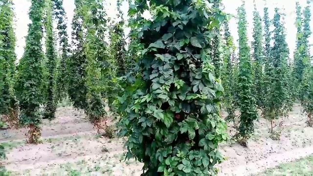 А Вы знаете... где и как растёт... хмель? смотреть онлайн