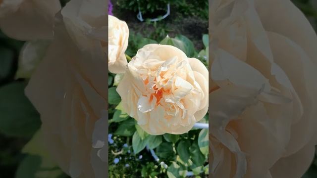 Пион Pastelegance - что нужно знать о сорте. Peony, Pfingstrosen смотреть онлайн