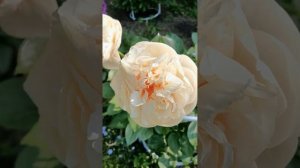 Пион Pastelegance - что нужно знать о сорте. Peony, Pfingstrosen