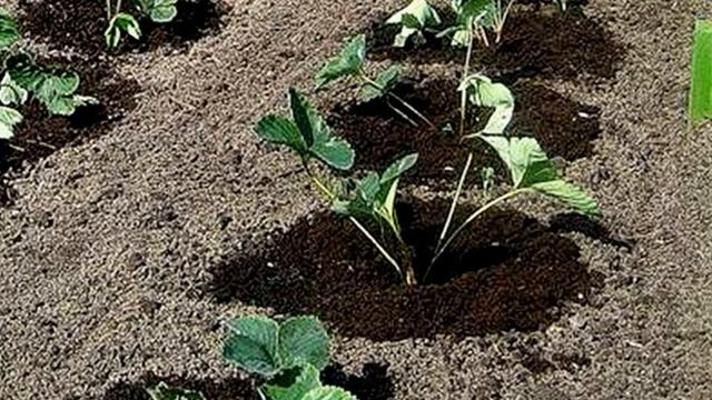 Когда пересаживать клубнику осенью.Как пересадить на новое место садовую землянику смотреть онлайн