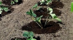 Когда пересаживать клубнику осенью.Как пересадить на новое место садовую землянику