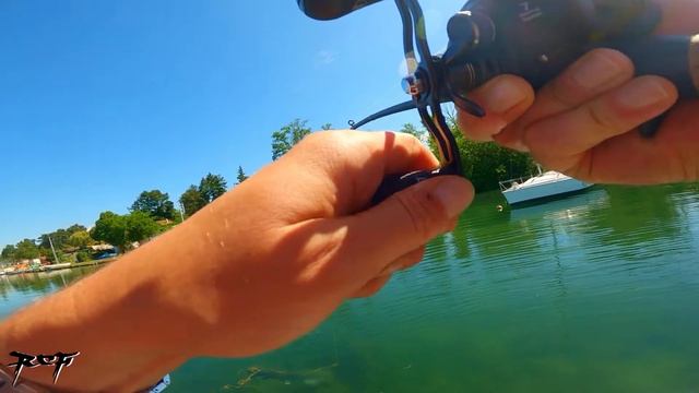 Sight fishing for WELS CATFISH - Silure à vue #1 - catfish spinning смотреть онлайн