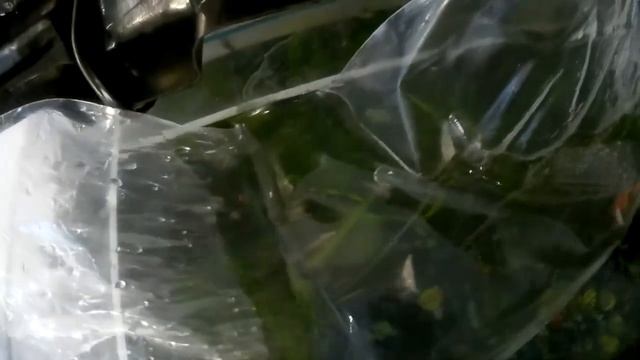 Выпускаем новых рыбок ( 120 литровый аквариум) смотреть онлайн