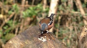 ПЕРЕЛЕТНЫЕ ПТИЦЫ