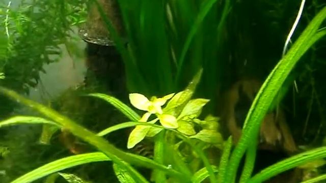 Фотосинтез аквариумных растений смотреть онлайн