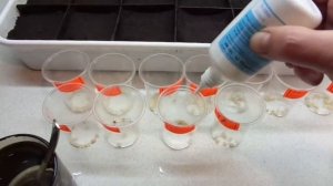 ОБРАБАТЫВАЮ СЕМЕНА ПЕРЦА ПЕРЕД ПОСЕВОМ ПЕРЕКИСЬЮ ВОДОРОДА. Ольга Чернова.