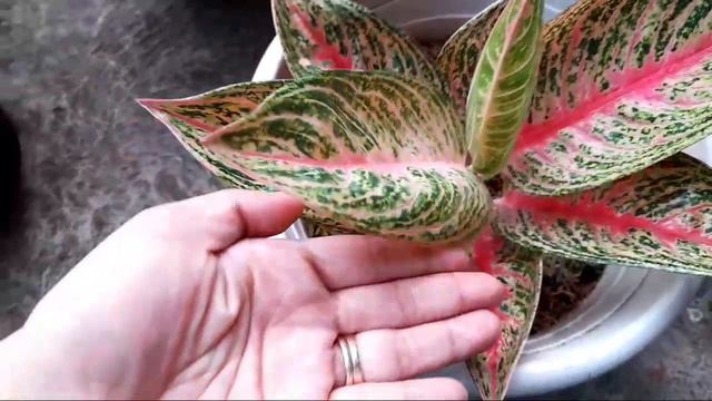MY STUNNING PINK AND RED AGLAONEMA!#aglaonemalover/collector #aglaonemacollections смотреть онлайн