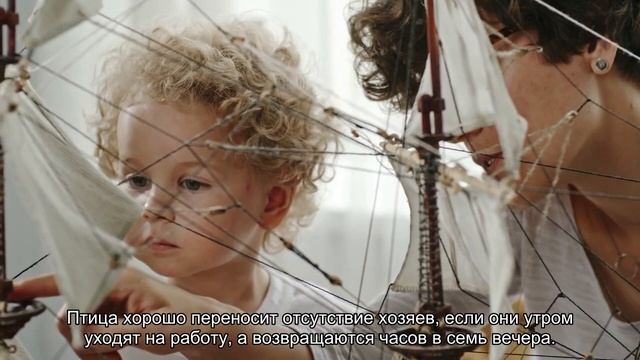 Какого попугая выбрать? смотреть онлайн