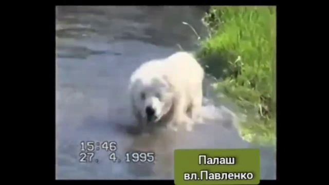 Алабай Палаш | Тайны, споры, версии происхождения | История САО смотреть онлайн