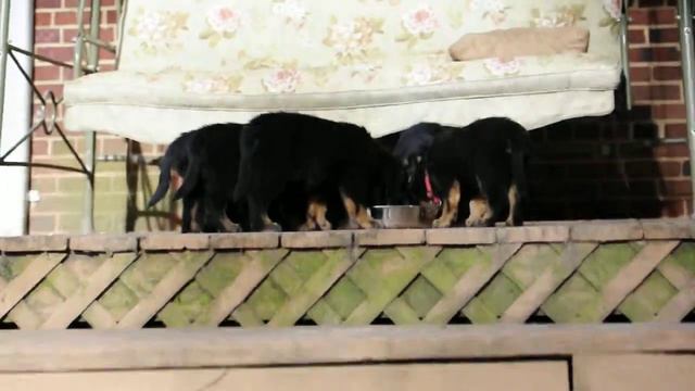 Amber Coast Hovawarts A-Litter May 7.avi смотреть онлайн