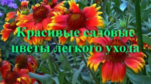 Красивые садовые цветы легкого ухода