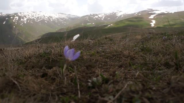 Crocus biflorus смотреть онлайн