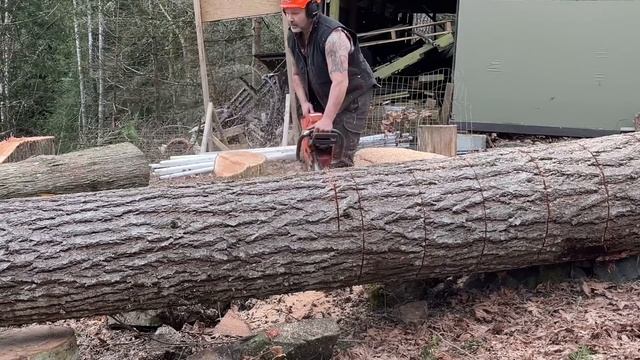 Crazy Ported Husky 394,  Vs Big Tree