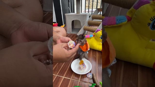 Baby Monkey Dino And Monkey BiBi Enjoy The View From The Top Of The House