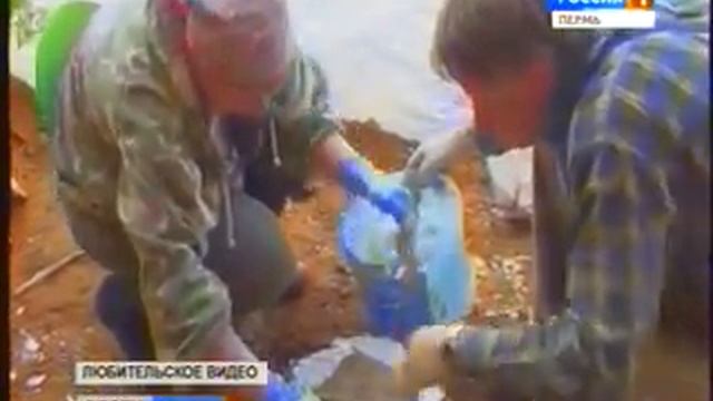 Родина слонов: В Оханском районе нашли останки предка мамонта смотреть онлайн