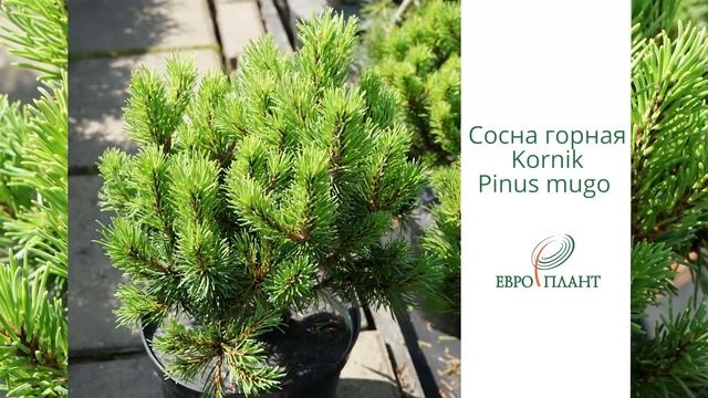 Хвойные растения, хвойные деревья, хвойные кустарники, хвойные растения в ландшафтном дизайне смотреть онлайн