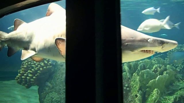 Ragged-tooth shark, uShaka Marine World смотреть онлайн
