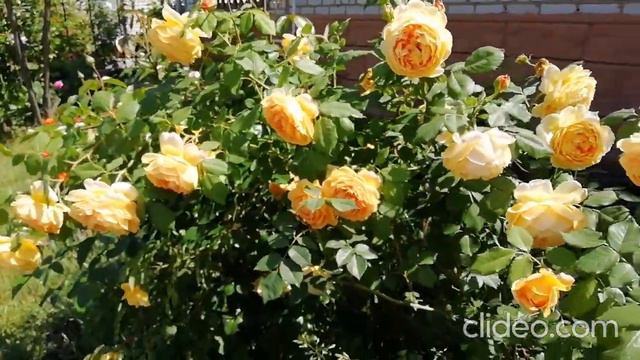 Калейдоскоп из роз смотреть онлайн