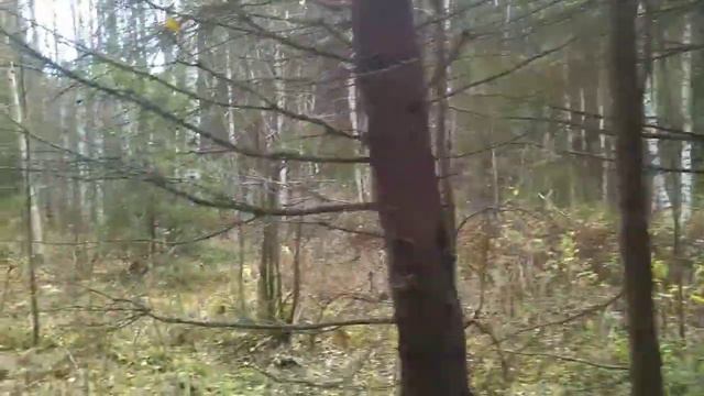 подготовка к промыслу,иду по путику смотреть онлайн