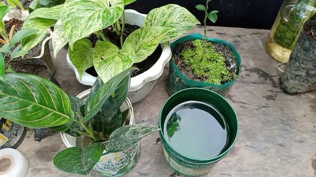 USE THIS AS A NATURAL FERTILIZER IN YOUR PLANTS AND SEE THE AMAZING RESULT смотреть онлайн