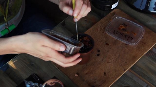Микс Каркаде под напиток.( DARKSIDE DAILY HOOKAH) смотреть онлайн