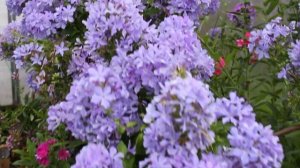 Флокс Гордость России