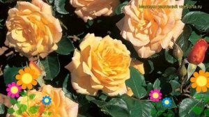 Роза плетистая Мишка. Краткий обзор, описание характеристик, где купить саженцы Michka