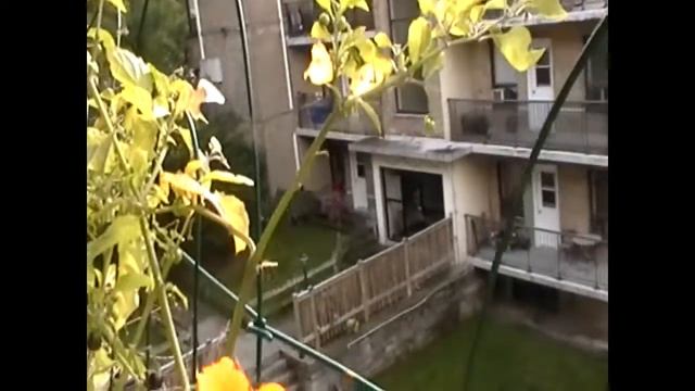 Пчела-плотник Xylocopa virginica Carpenter bee смотреть онлайн