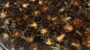 Очередной столик из шишек и эпоксидной смолы