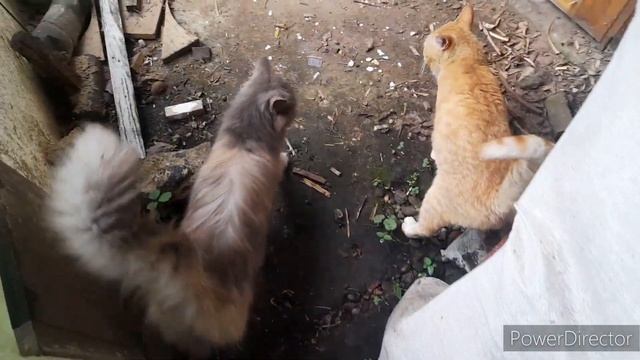 50 оттенков серого))/Даю Это курочкам!//Кто у нас появился? // Ну очень большая) смотреть онлайн