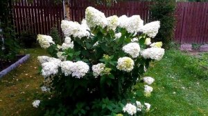 ГОРТЕНЗИЯ- МЕТЕЛЬЧАТАЯ И ДРЕВОВИДНАЯ/ОТЛИЧИЯ И СХОДСТВО/ОБЗОР