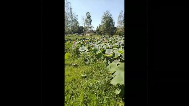 Гаровка#базаотдыха#хабаровскийкрай#лотосы