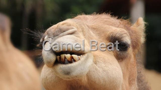 Camel Beat (CleanBeatSeries -CBS-) смотреть онлайн