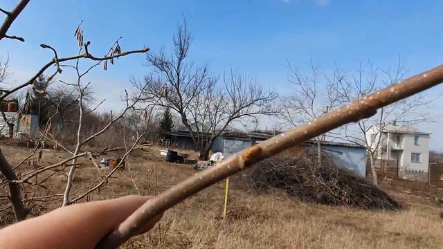 Фундук прививки ответ на частый вопрос! смотреть онлайн