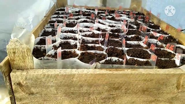 Посев перца в теплице. 23 февраля смотреть онлайн
