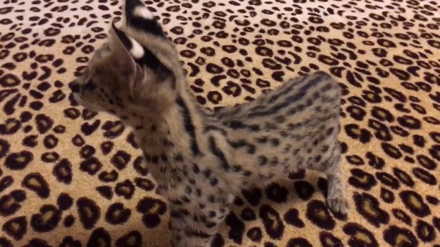 Котёнок Сервал Девочка. Питомник SoulCats смотреть онлайн