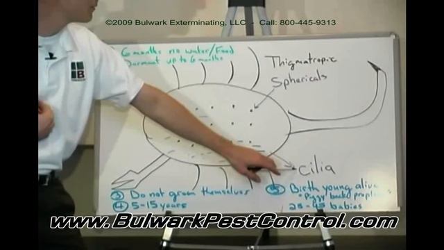 Scorpion Control - Scorpion Guru Video How do you get rid of scorpions? смотреть онлайн