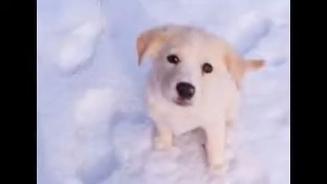 СОБАКИ ЗИМОЙ! смотреть онлайн