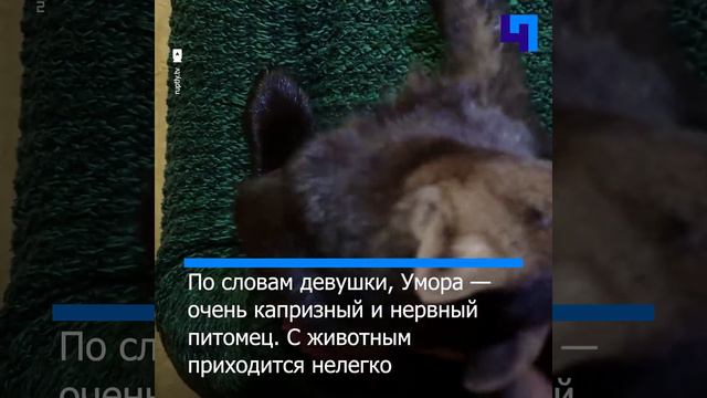 Жительница Москвы спасла соболя от перспективы стать меховым изделием смотреть онлайн