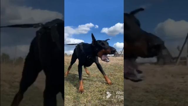 Эдит доберман😁 ребят давайте добьем 200 смотреть онлайн