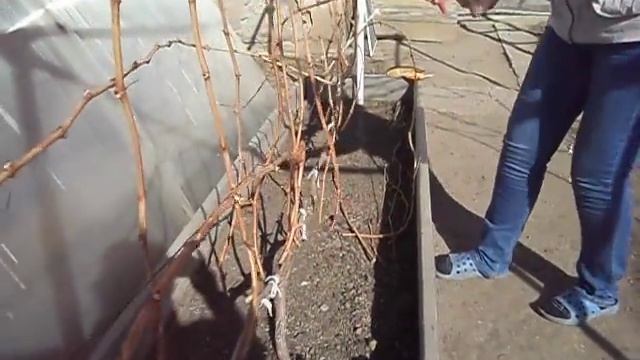 Осенняя вырезка (переформировка) взрослого винограда. 28.09.2015 смотреть онлайн