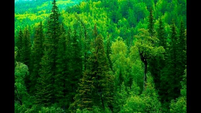ЗВУКИ СВЕРЧКА ЛЕС ЗВУКИ ПРИРОДЫ CRICKET SOUNDS OF FOREST SOUNDS OF NATURE смотреть онлайн
