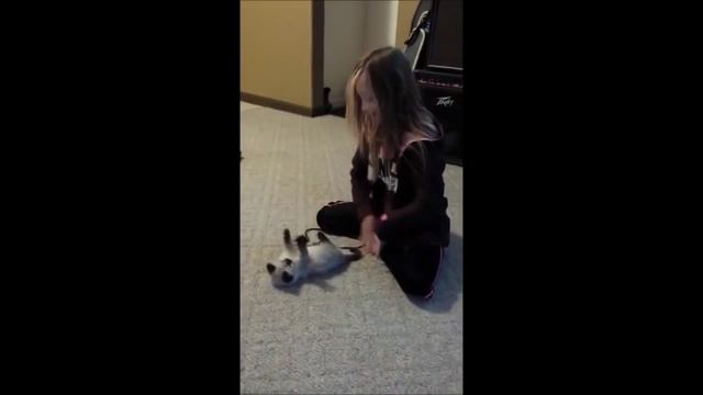 ЗАБАВНЫЕ ЩЕНКИ ПРОТИВ. ЗАБАВНЫЕ КОТЯТА