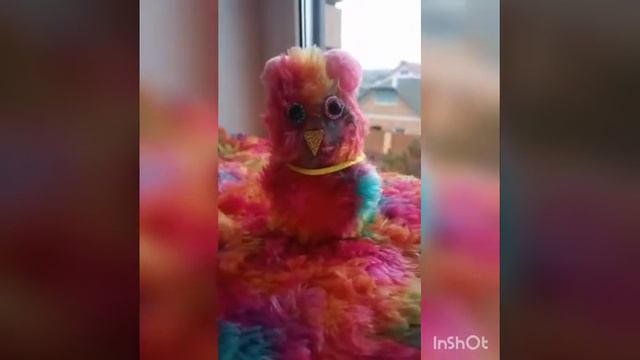 КУПИЛА ПОПУГАЯ! смотреть онлайн