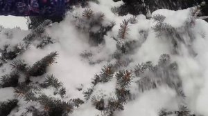 Нужно или нет освобождать деревья и кустарники от снега зимой