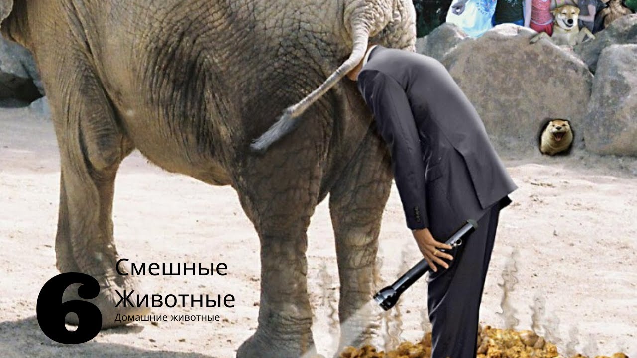 Слон какает 10 кг за раз вот так прикол / Местные топчут какашки ногами смотреть онлайн